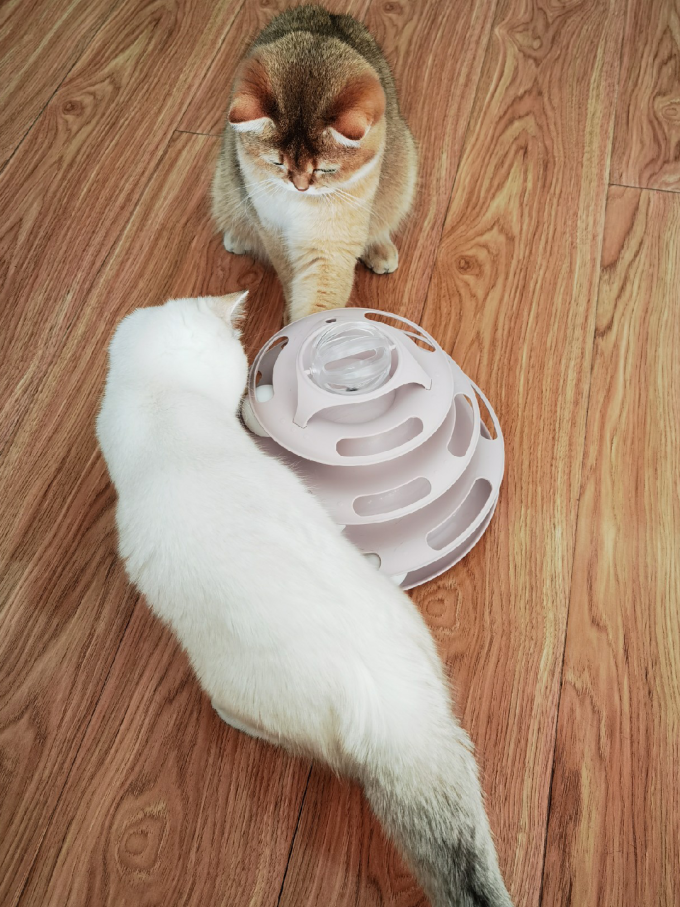 猫咪服饰