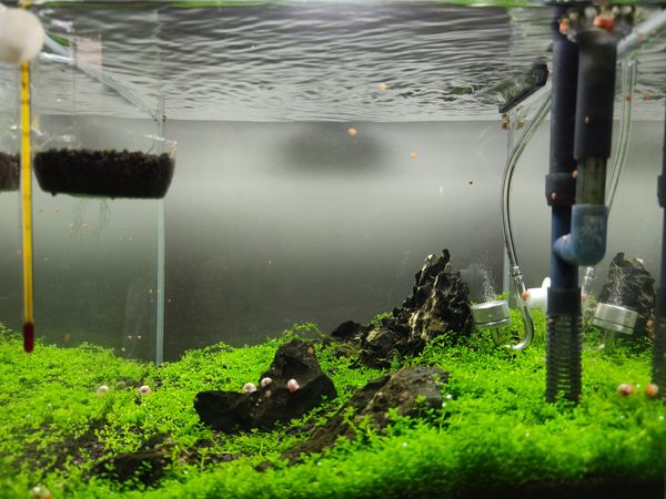 30方缸的经济款壁挂过滤器