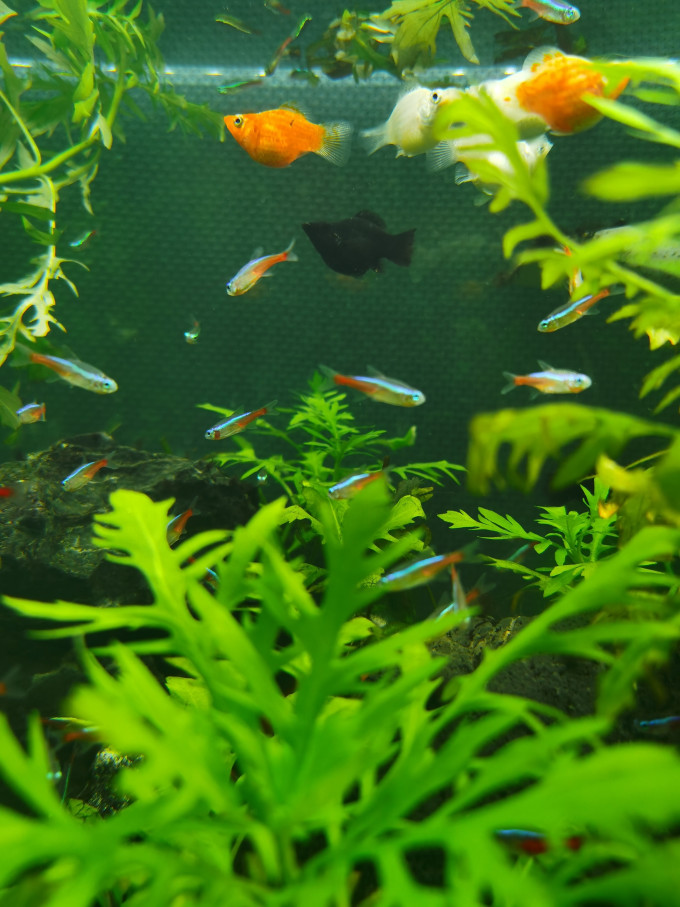 森森智能鱼缸/水族箱