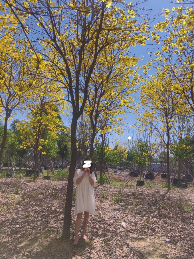 裙装