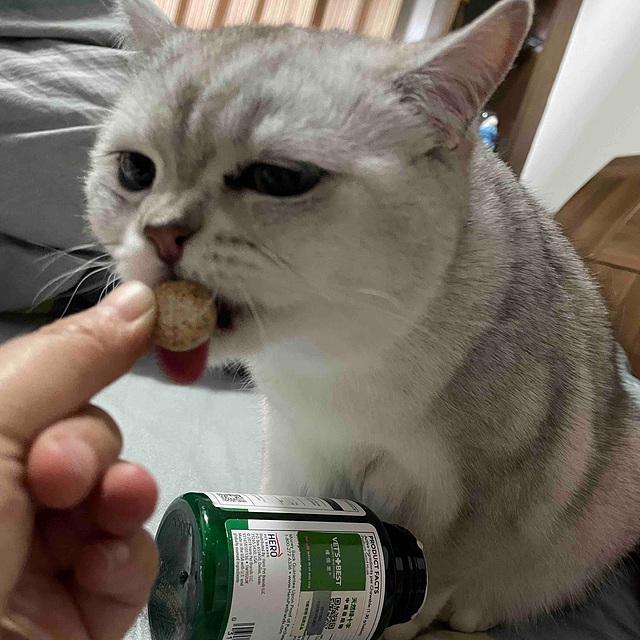 春天了，该给猫吃猫草片了