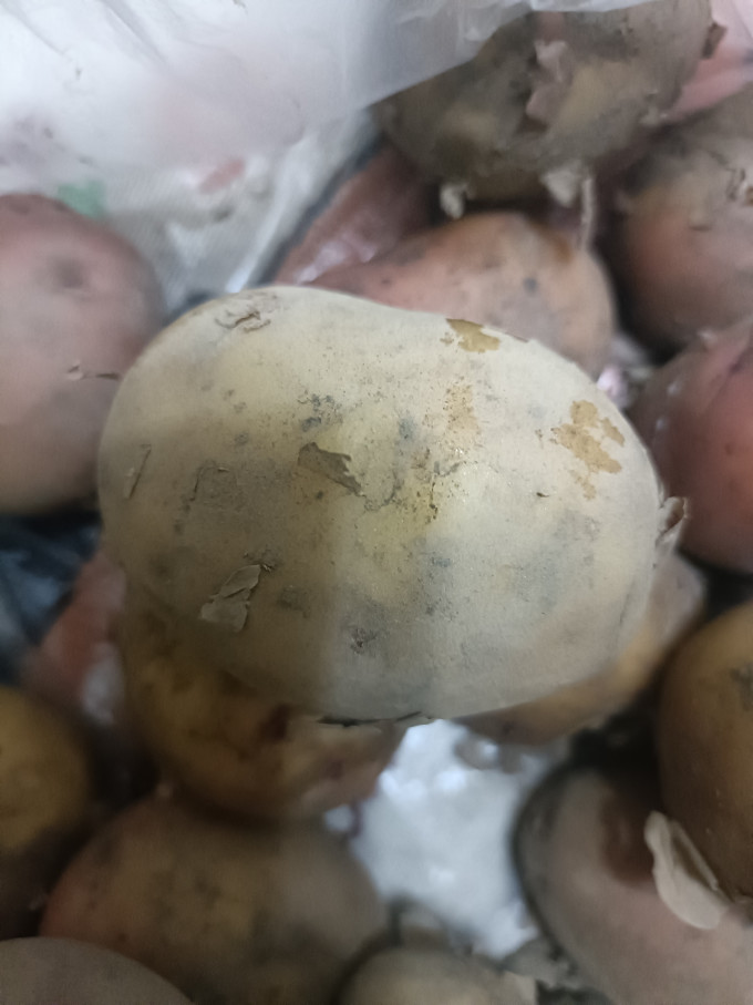 沙窝曙光蔬菜