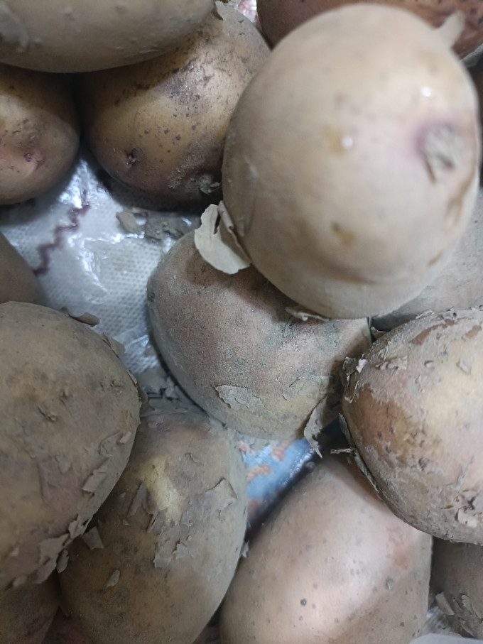 沙窝曙光蔬菜