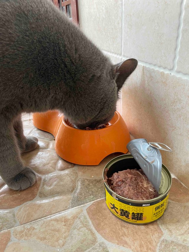 佩妮6+1金枪鱼鸡肉大黄罐专治挑嘴小馋猫