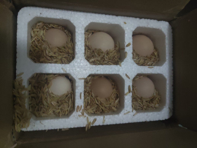 我老家蛋类