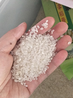 东北珍珠米