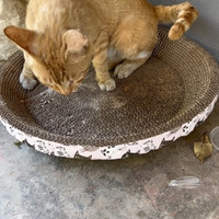 对流浪猫来说一个废弃的猫抓板就很满足了