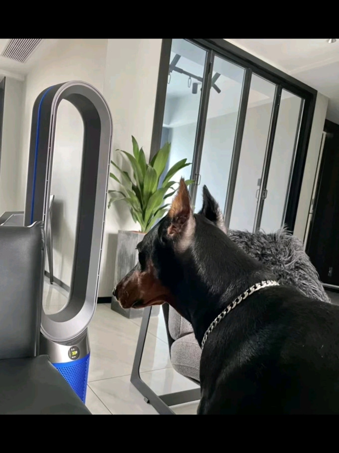 戴森电风扇
