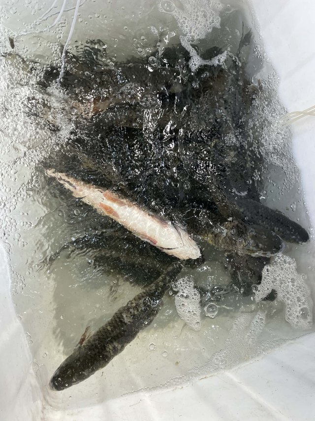 宠物鱼