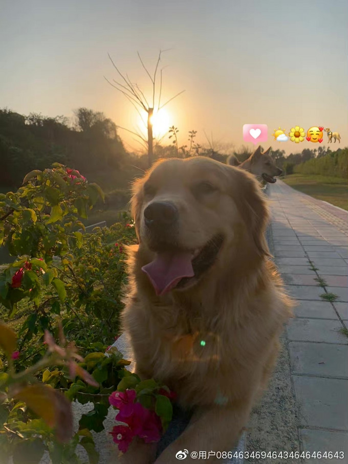伯纳天纯狗狗干粮