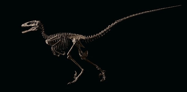 《侏罗纪世界3》今日上映,迅猛龙原型骨架拍卖1241万美元