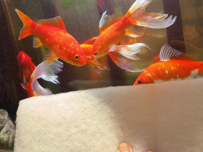 水族用品怎么样晒宠物d2 保持鱼缸清洁 过滤棉要勤换 什么值得买