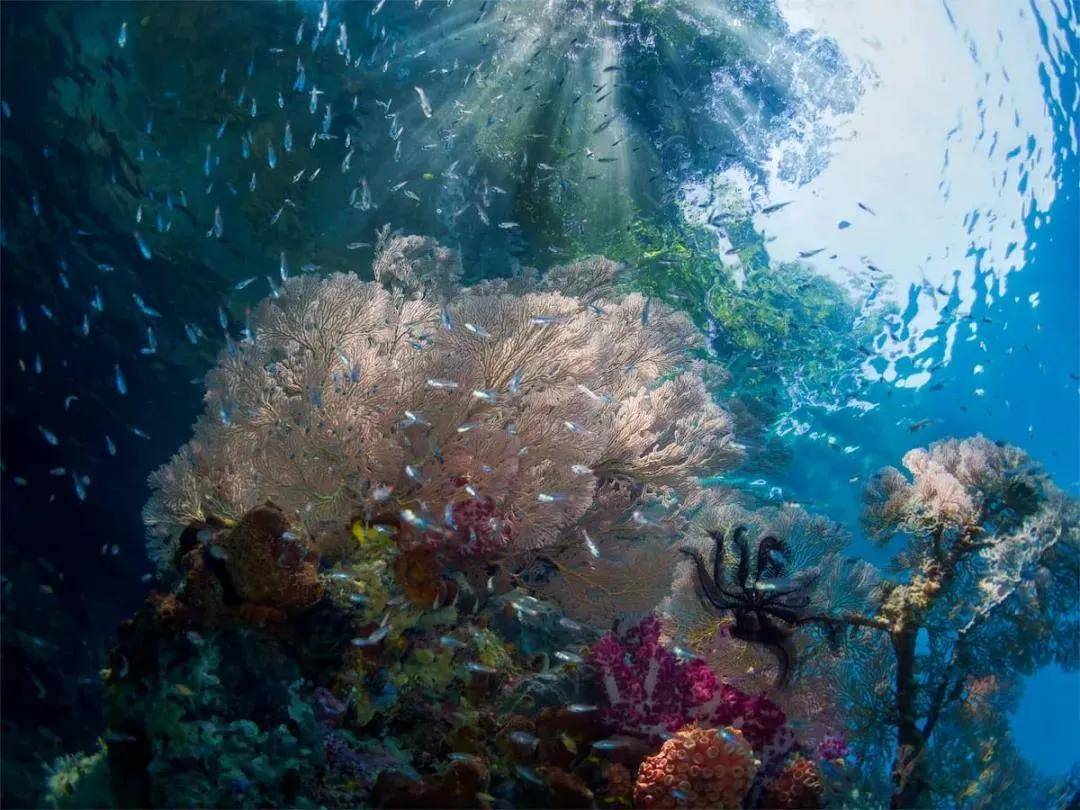 世界海洋日摄影大赛，来自海底世界的视觉盛宴