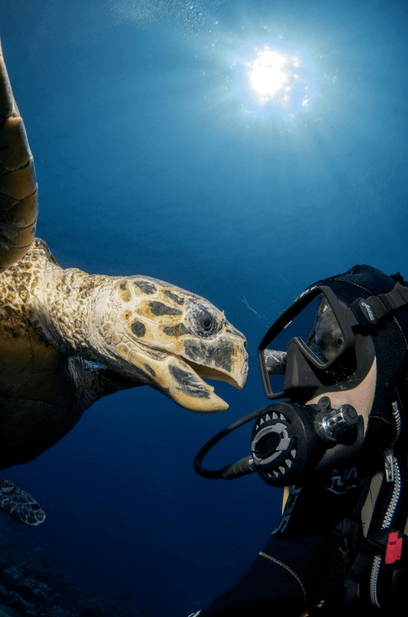 世界海洋日摄影大赛，来自海底世界的视觉盛宴