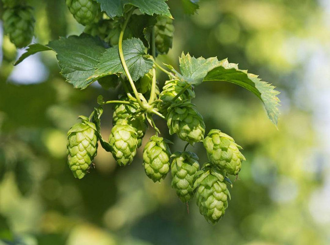 啤酒花其实是藤蔓植物 ©️图源网络