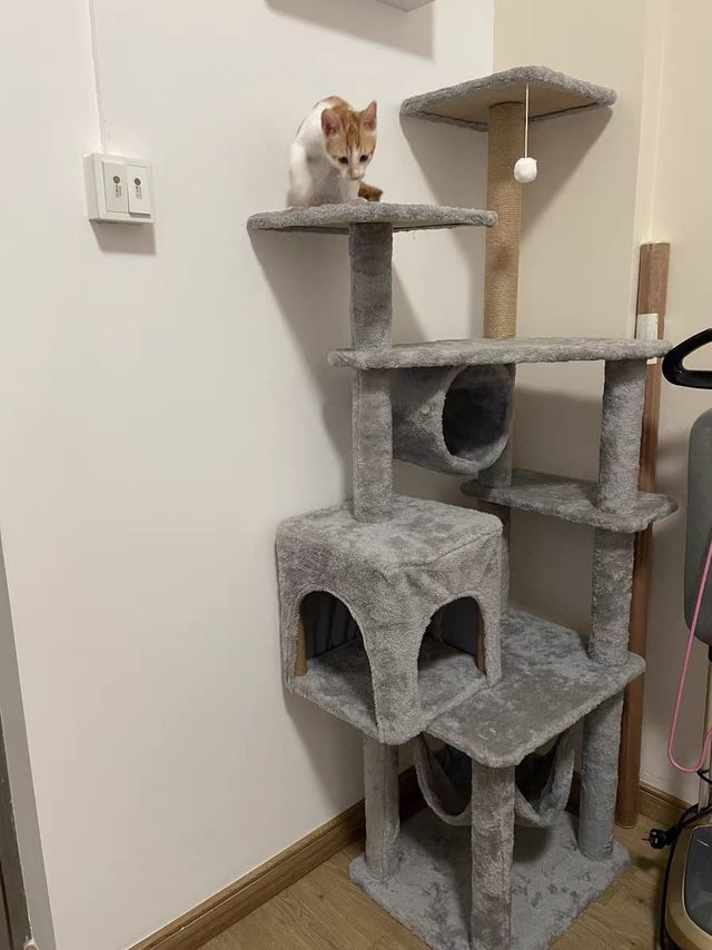 小黄的猫爬架很结实