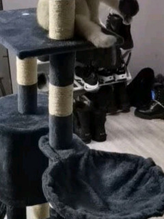 猫爬架