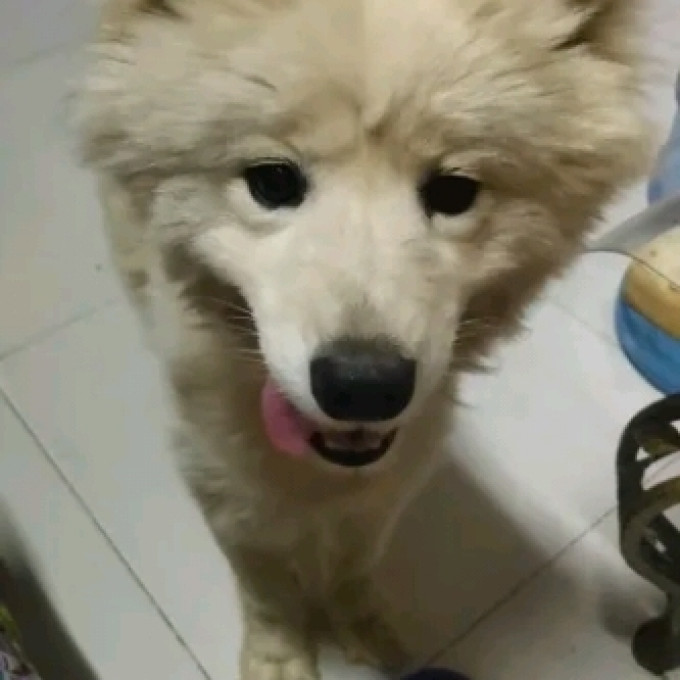 狗粮