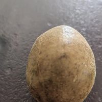 罗汉果