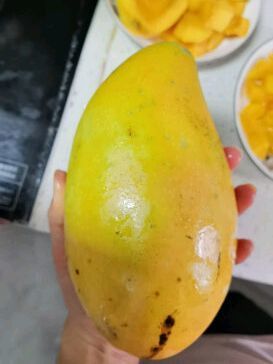 玫瑰芒果好吃不上火