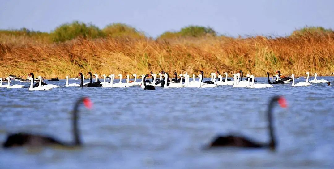 山东黄河三角洲自然保护区，是华东地区重要的天鹅栖息地 ©新华社