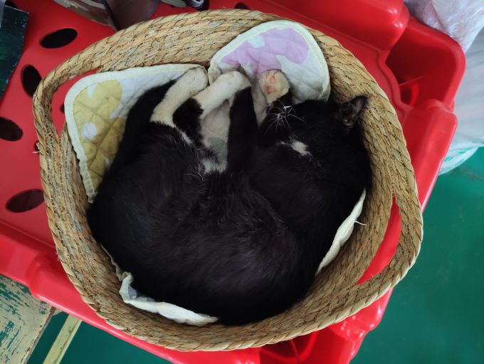 麦德豪猫狗窝