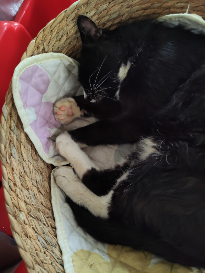 麦德豪猫狗窝