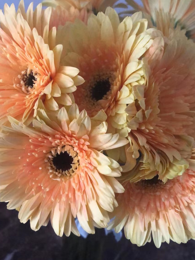 鲜花绿植