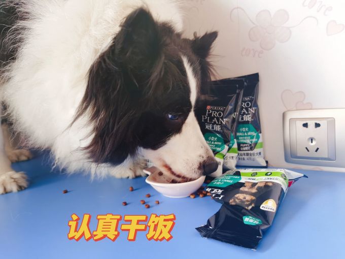 冠能狗粮