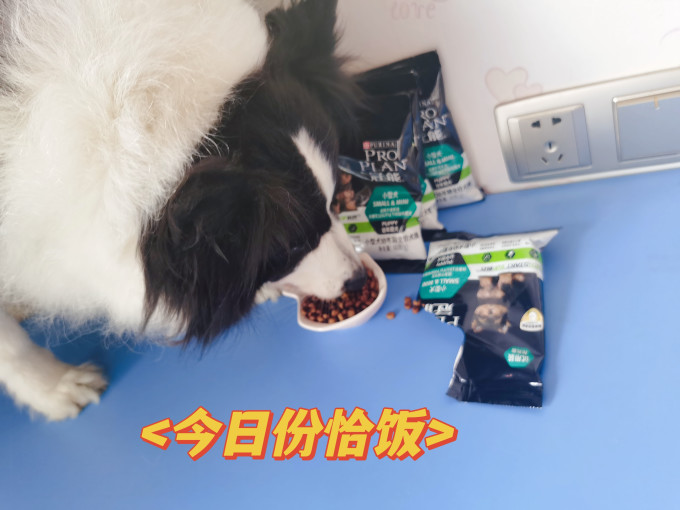 冠能狗粮