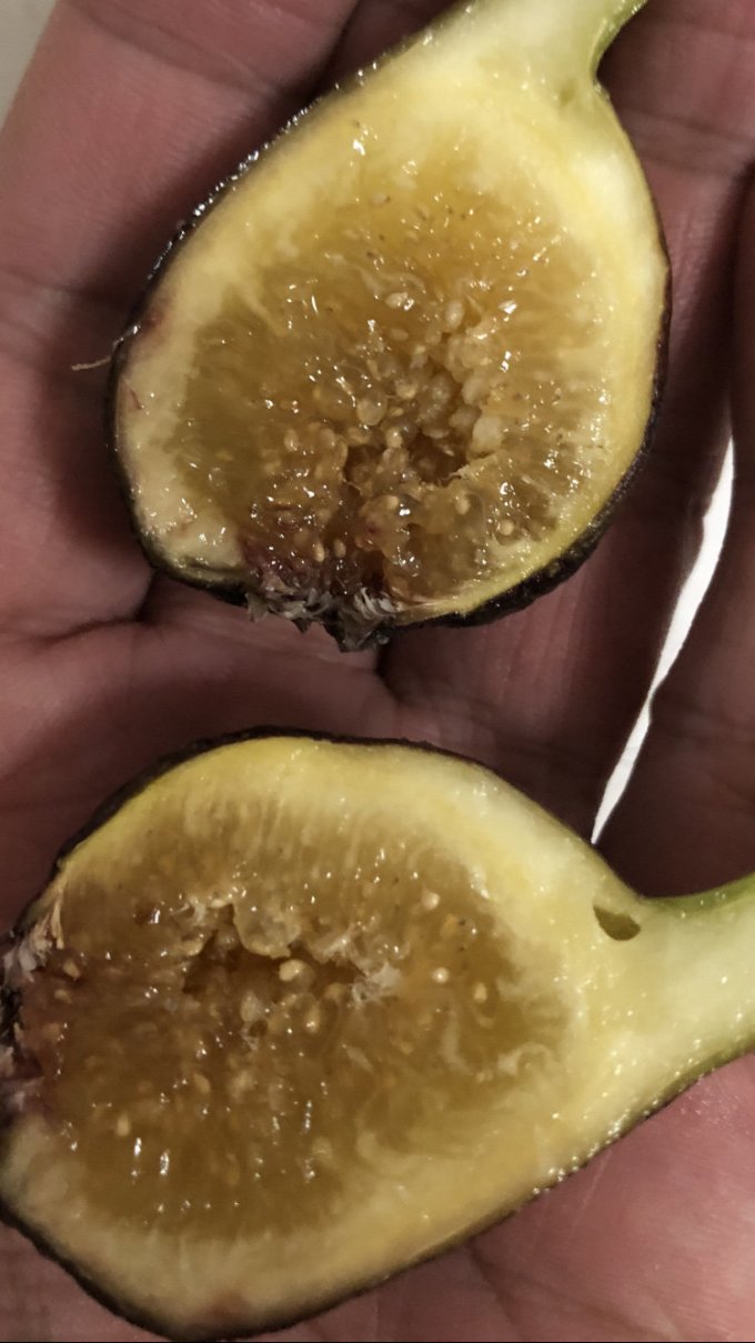 海蒂的花园盆栽