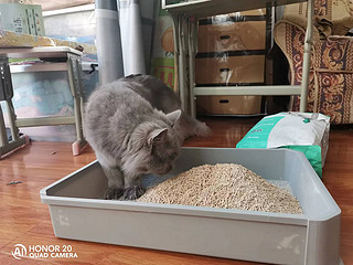 给猫咪换砂，除臭很重要