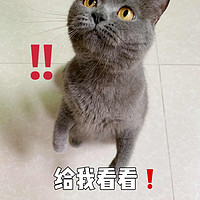 可爱猫猫挑食谁的锅？