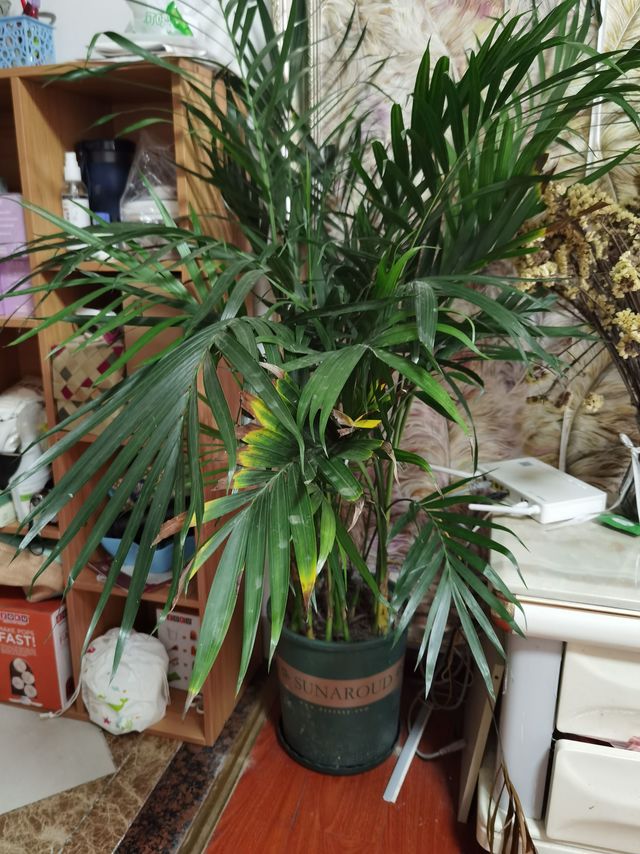 给家里添一抹新绿