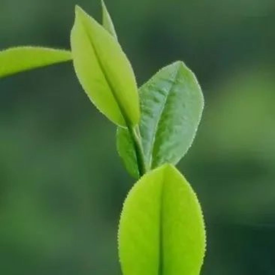 夏天选什么香水,才能清爽又迷人?保证不撞香!