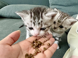 猫妈都抢着吃的小猫猫粮，这是有多好吃