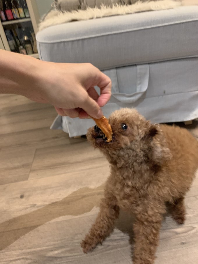 猫咪磨牙洁齿