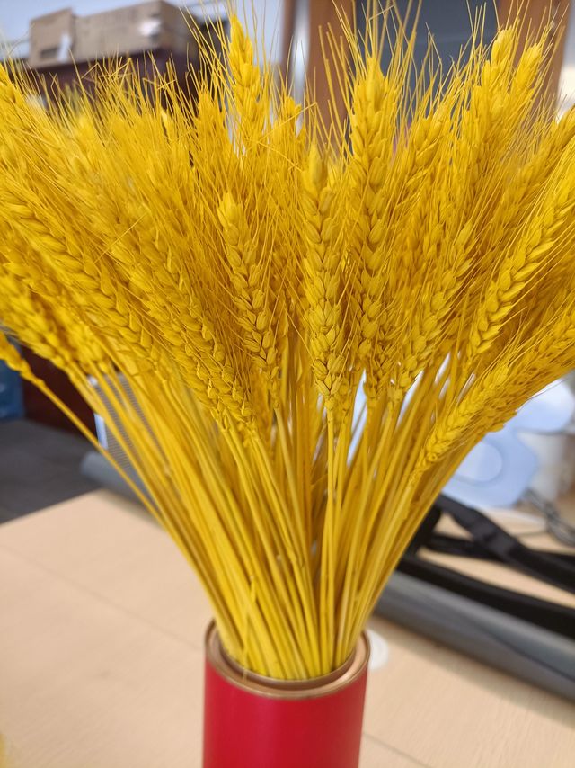 金黄色麦穗干花，十分好看