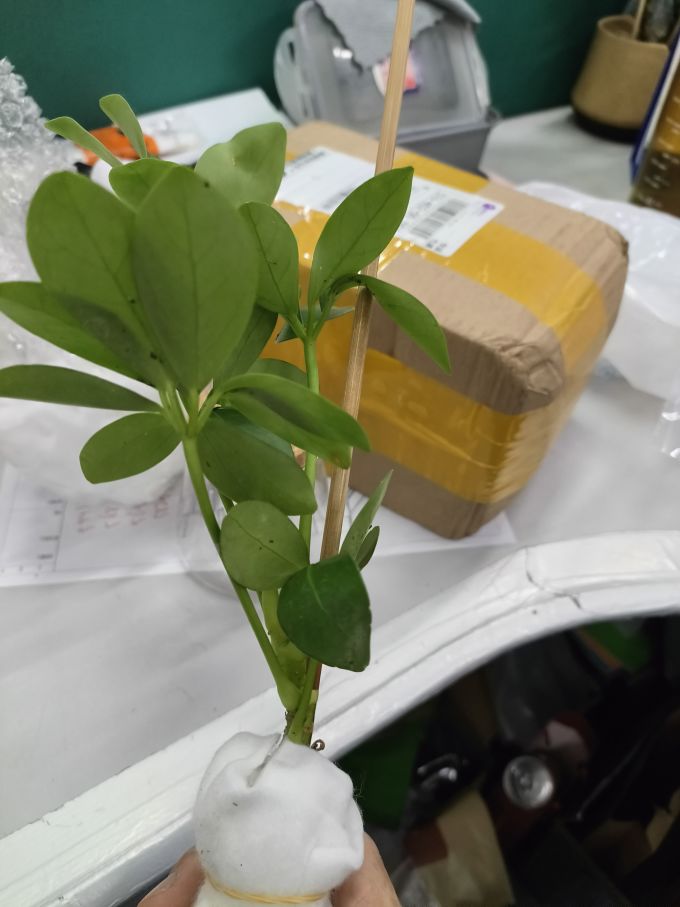 盆栽