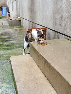 来蹭饭的海盗猫🐱