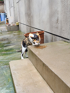 来蹭饭的海盗猫🐱