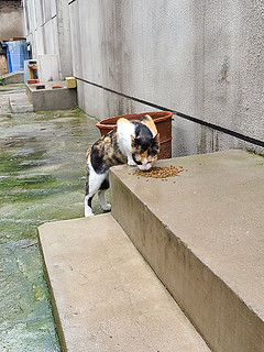 来蹭饭的海盗猫🐱