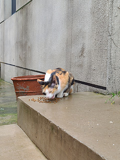 来蹭饭的海盗猫🐱