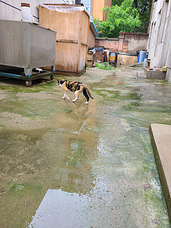 来蹭饭的海盗猫🐱