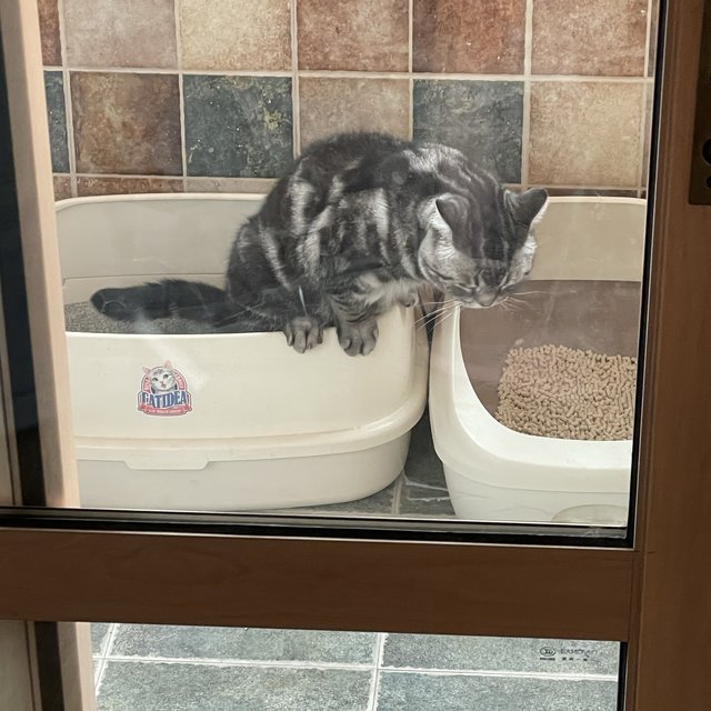 铲屎官对猫砂的个人使用测评（bushi）