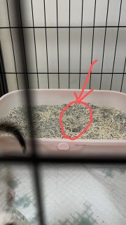 除味猫砂的天花板