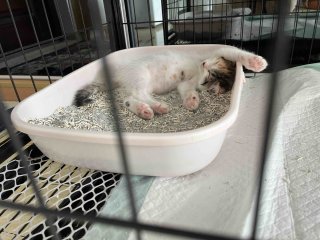 除味猫砂的天花板