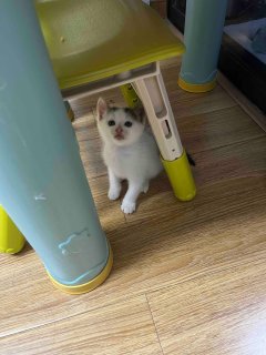 除味猫砂的天花板
