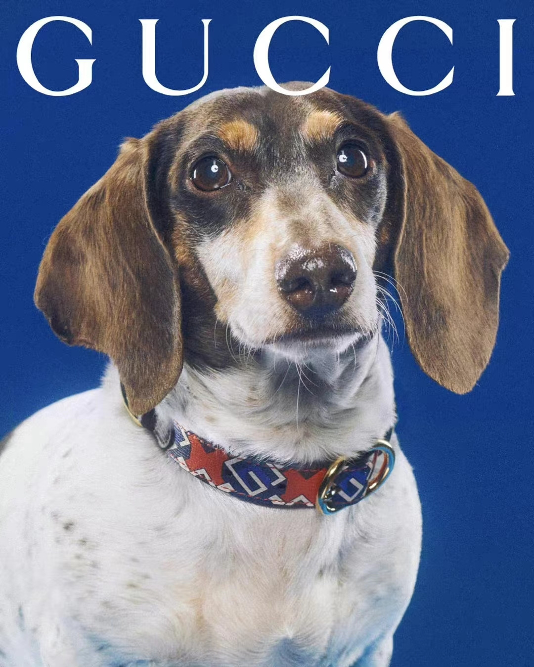 gucci推出首个奢华宠物生活方式系列,宠物床单品售价高达