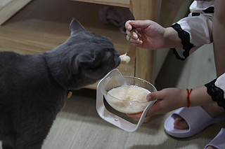引导小猫咪喝水的最好办法，就是给他吃湿粮